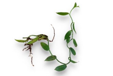 Esqueje de Vainilla enraizado